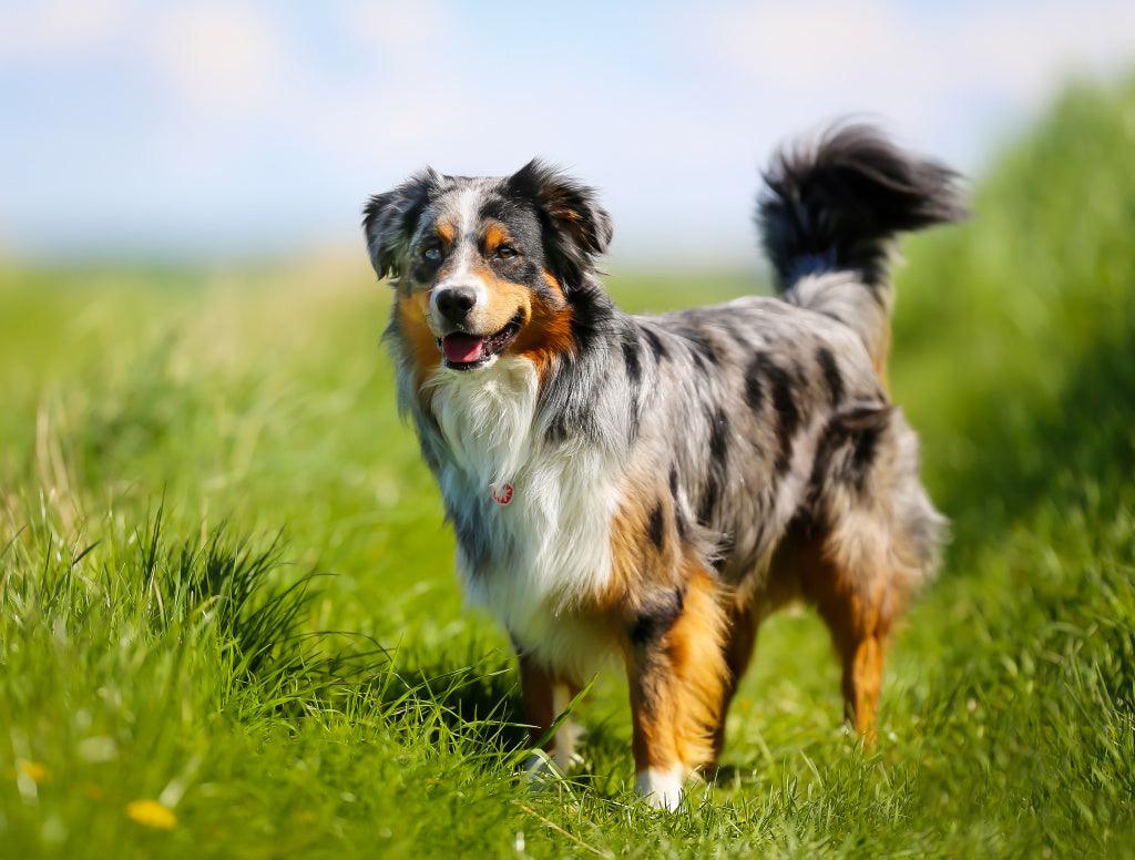 Treating Dogs with Cancer