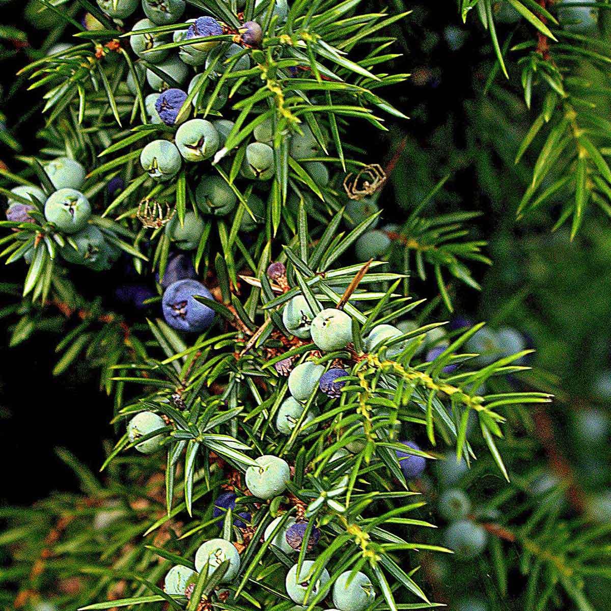 Juniper Berry Essential Oil: A Natural Cleansing Agent - featured image