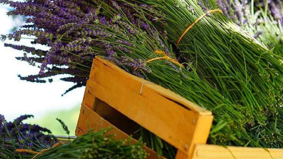 21 Essential Oils for Skin Care Aromatherapy - featured image