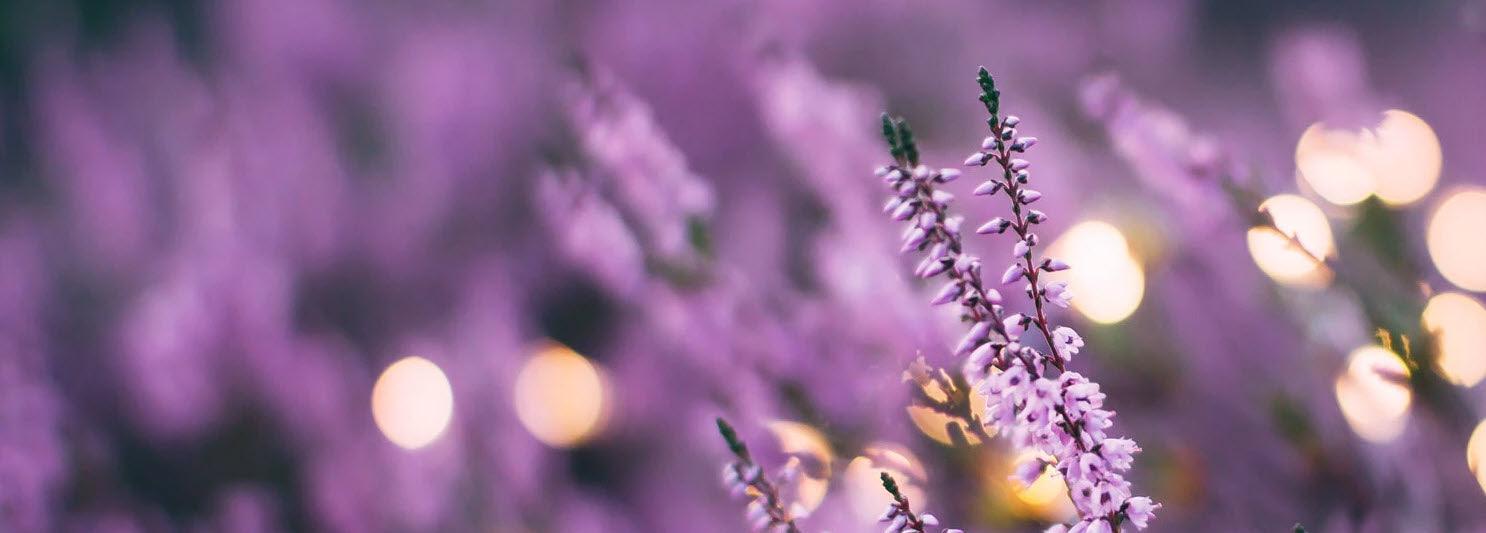 Lavender Essential Oil - History & Health Benefits