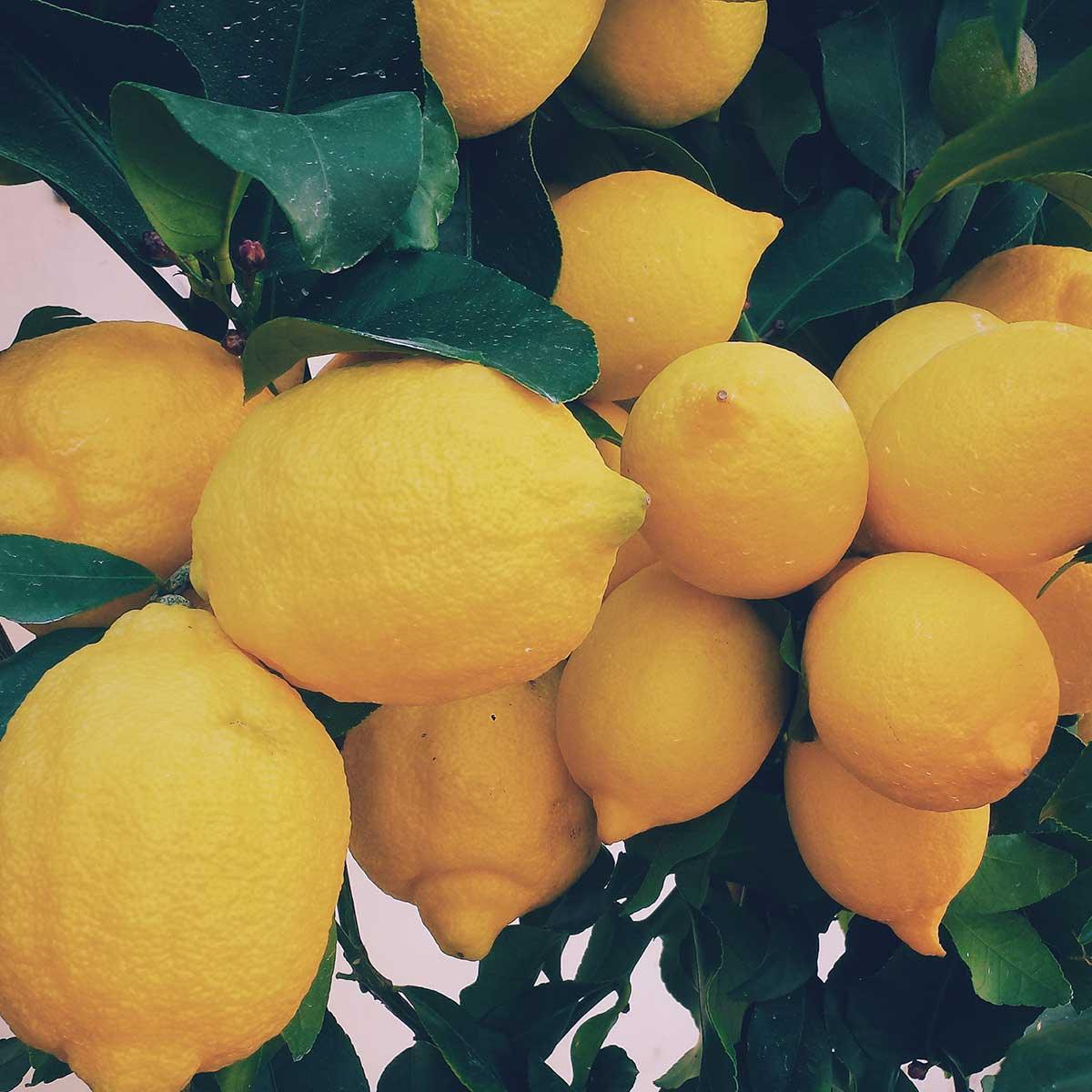 Lemon Essential Oil: Tips and Tricks - featured image