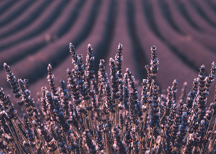 How Essential Oil Companies are Cutting Corners - featured image