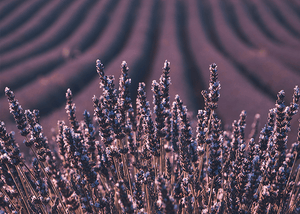 How Essential Oil Companies are Cutting Corners