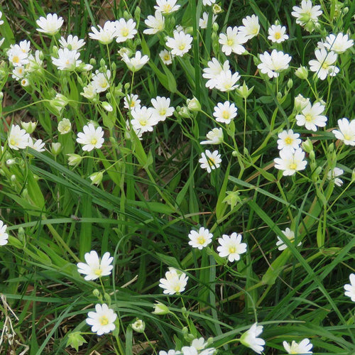German Chamomile Essential Oil Uses - featured image