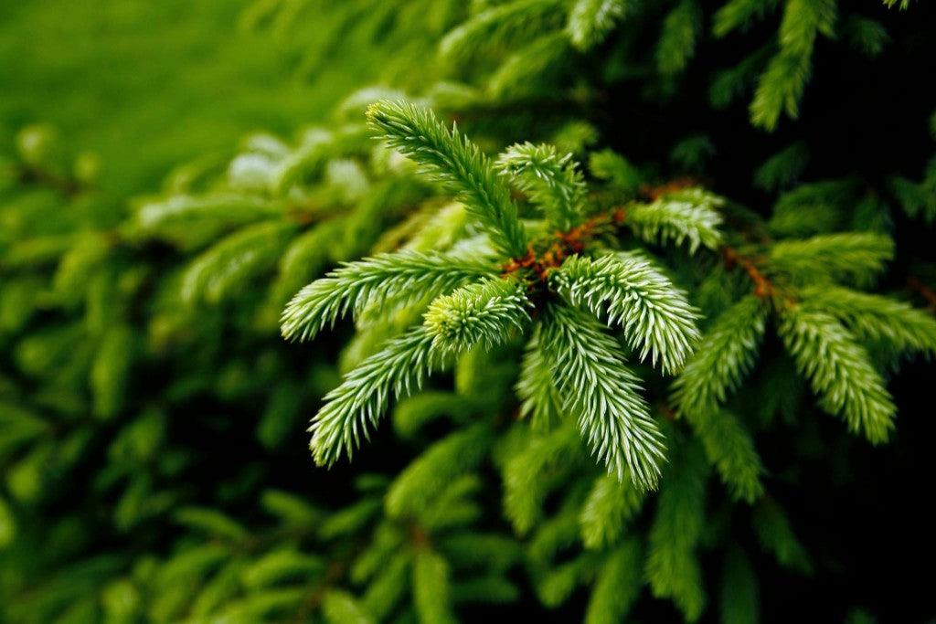 Essential Oils for the Holiday Season - featured image
