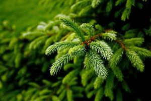 Essential Oils for the Holiday Season