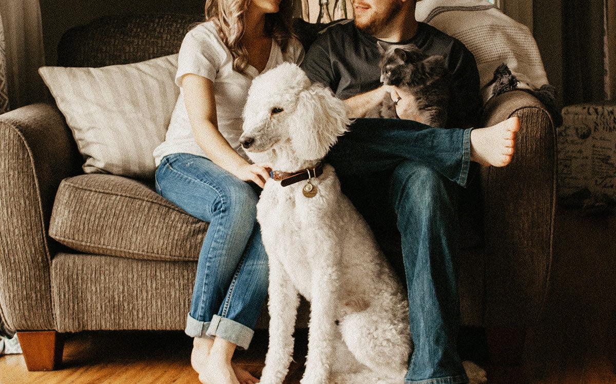 Is Lavender Essential Oil Safe for Cats? Understanding the Safety of Essential Oils for Pets - featured image