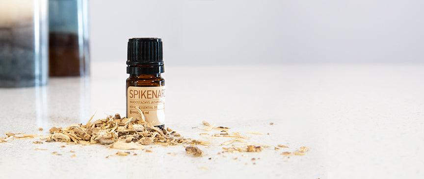 Protecting Critically Endangered Spikenard