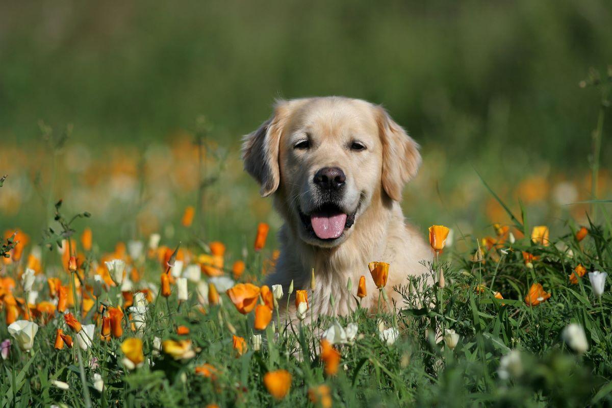 How To Treat Pet Allergies with Essential Oils - featured image