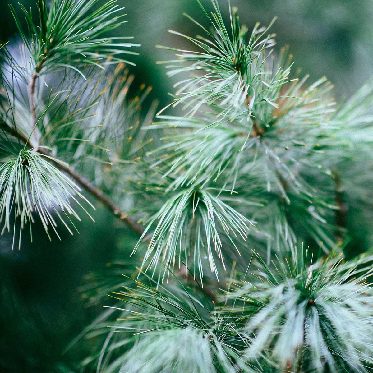 Pine Essential Oil Uses