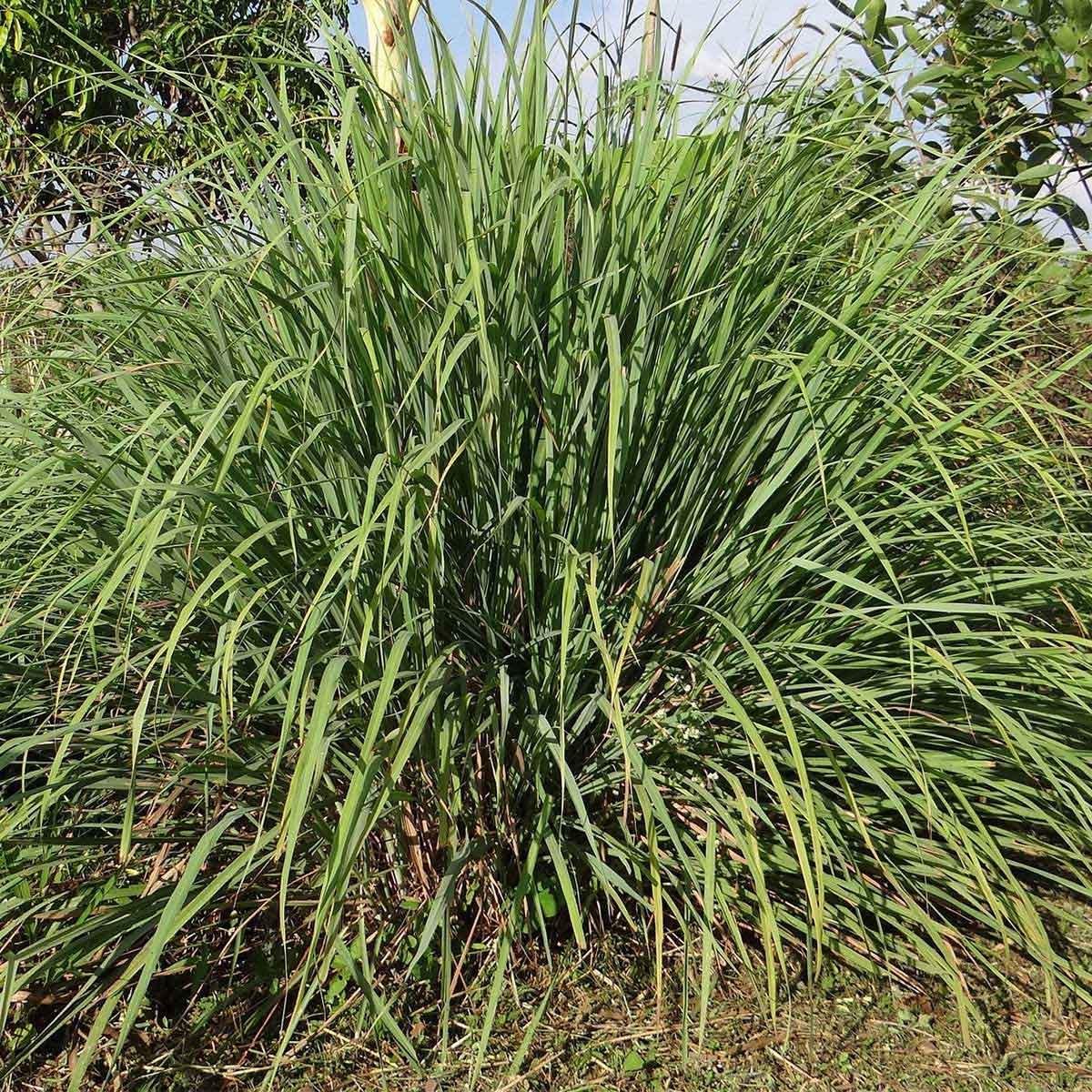 Citronella Essential Oil - featured image