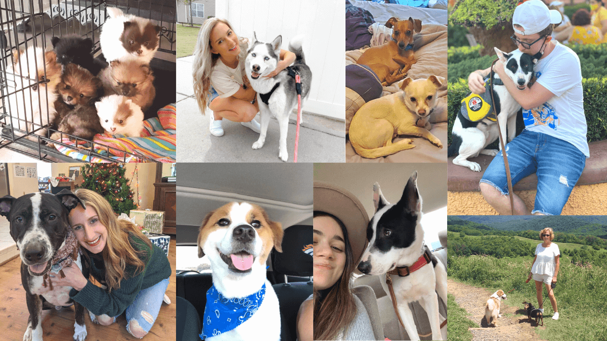 How to Safely Use Essential Oils On Your Pets & Around Your Dogs - featured image