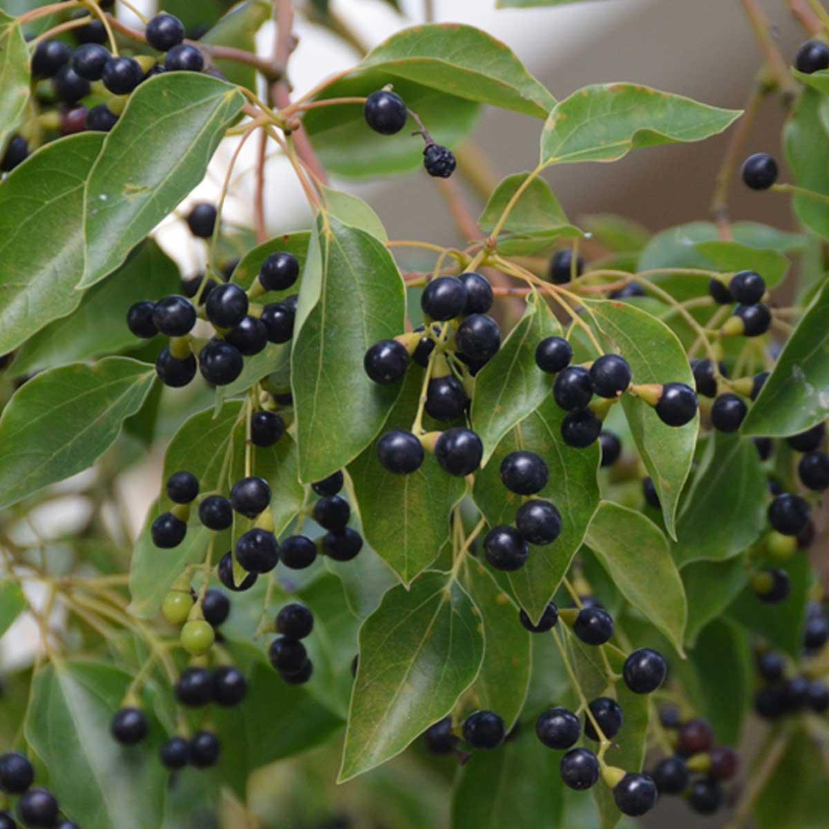 Ravintsara Essential Oil Uses