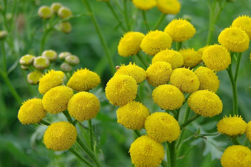 Getting to Know Blue Tansy