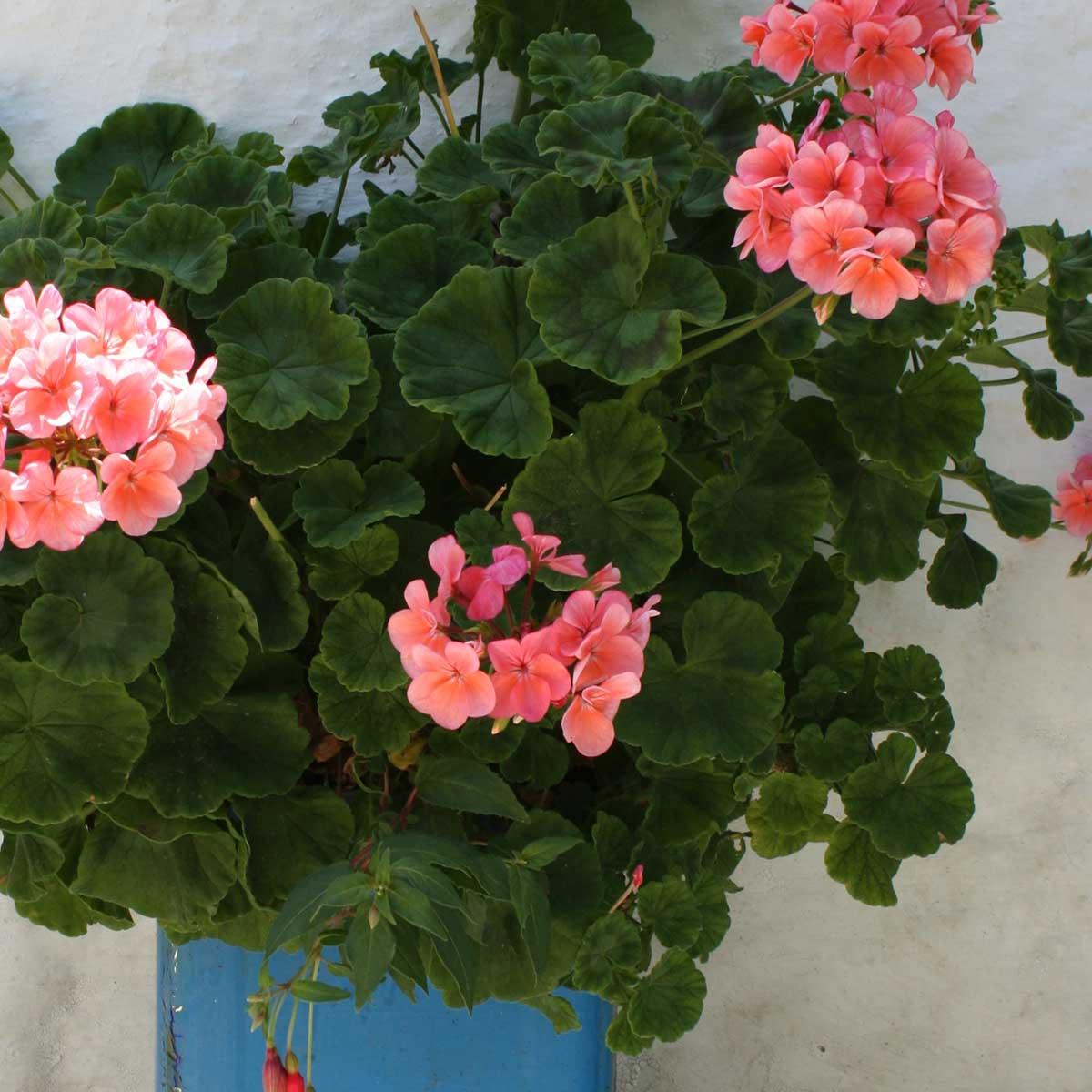 Geranium Essential Oil Uses