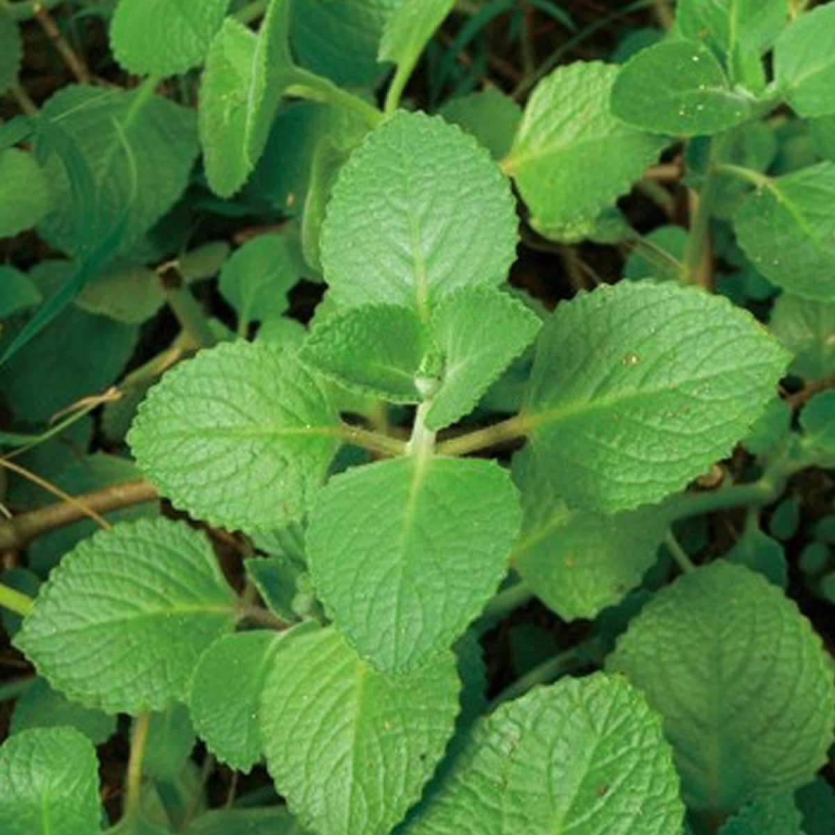 Patchouli Essential Oil Uses