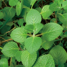 Patchouli Essential Oil Uses
