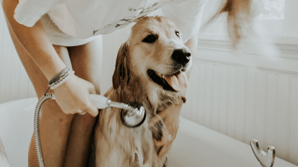 Dog clearance smell neutralizer