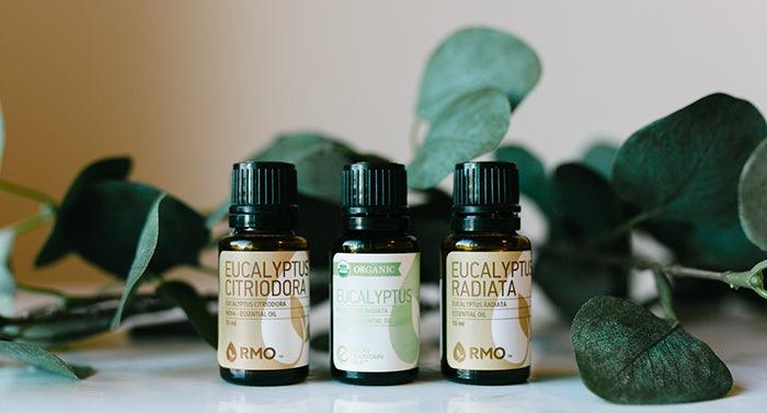 This or That: Types of Eucalyptus Essential Oil - featured image