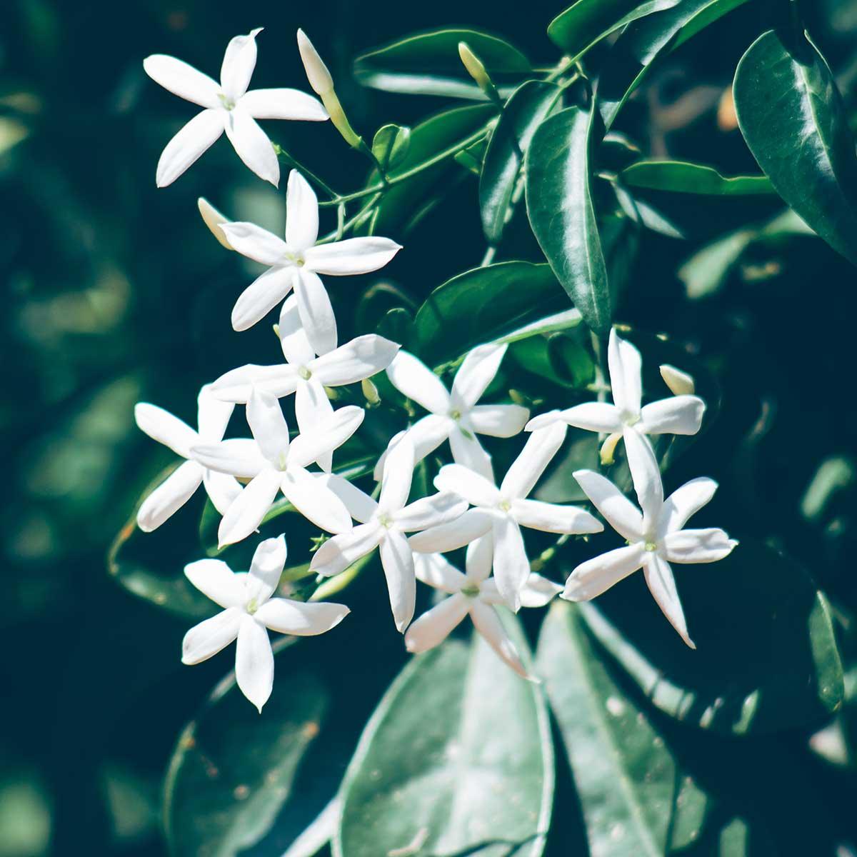 Jasmine Essential Oil Uses