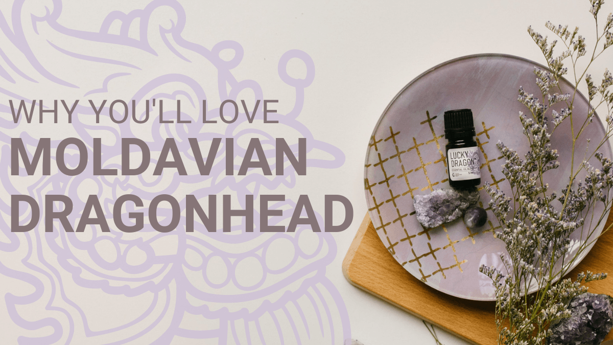 Moldavian Dragonhead - featured image