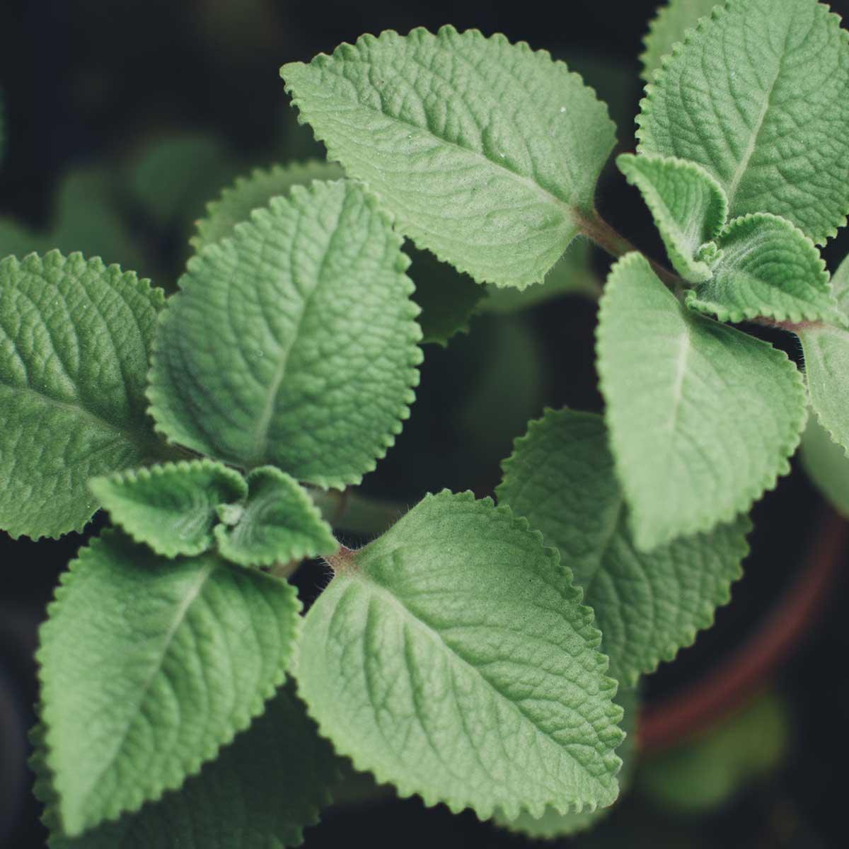 Spearmint Essential Oil Uses - featured image