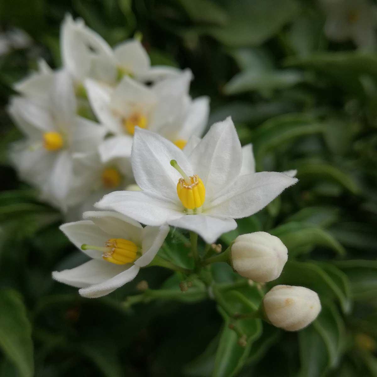 Neroli Essential Oil Uses