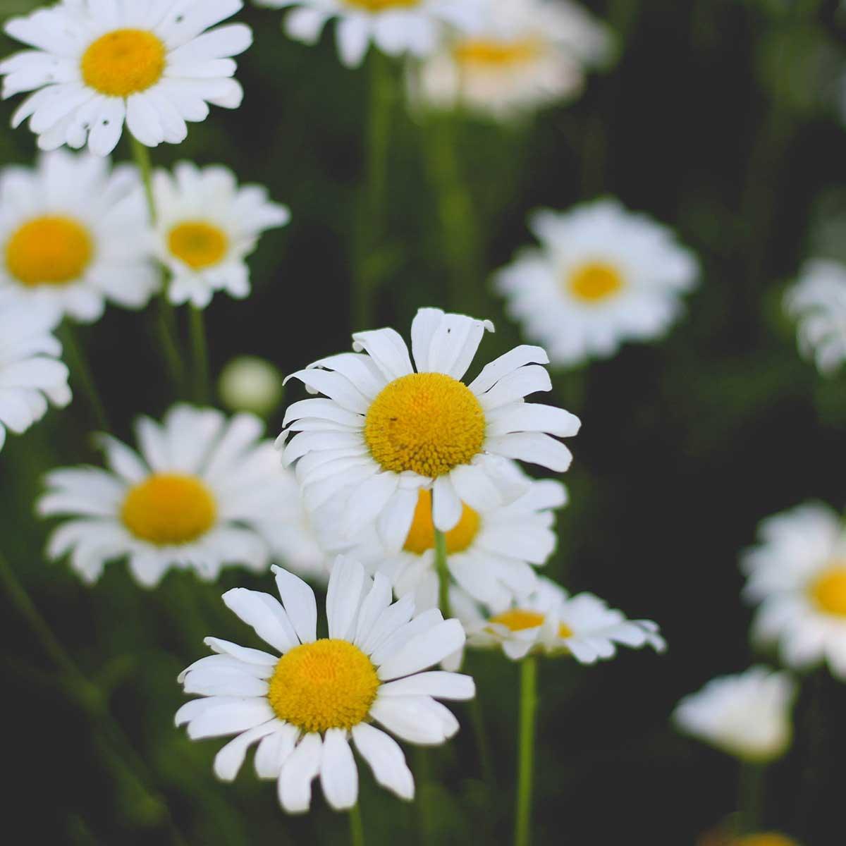 Roman Chamomile Essential Oil Uses - featured image