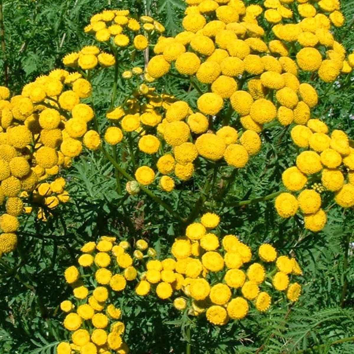 Blue Tansy Essential Oil Uses - featured image