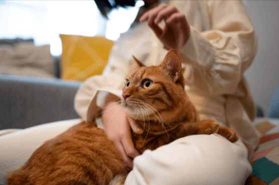Is Peppermint Essential Oil Safe for Cats? Unraveling the Truth