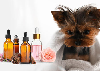Is Vanilla Essential Oil Safe for Dogs? Exploring the Safe Use of Aromatics in Canine Care