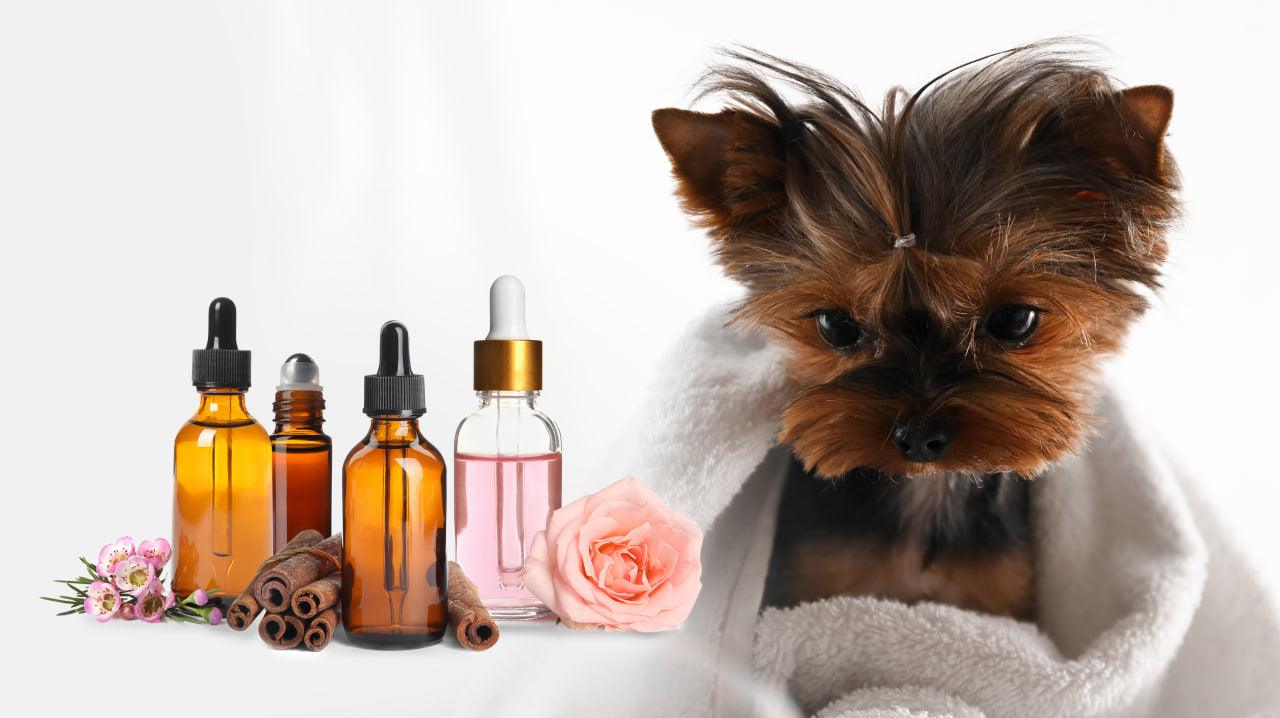 Is Vanilla Essential Oil Safe for Dogs? Exploring the Safe Use of Aromatics in Canine Care - featured image