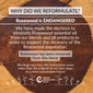 Balance Essential Oil Blend